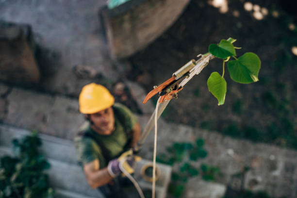 Best Tree Maintenance Programs  in Rock Island, IL